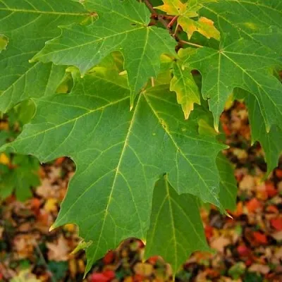 Клен сахарный  Клен сахарный в Коломне