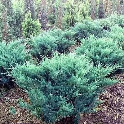 Можжевельник БЛЮ ДАНУБ казацкий  Можжевельник БЛЮ ДАНУБ казацкий в Коломне
