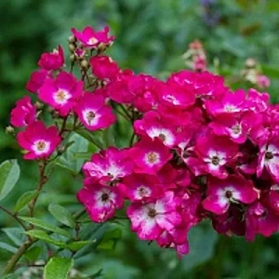 Саженцы роз МАРДЖОРИ ФЕЙР полиантовая  Саженцы роз МАРДЖОРИ ФЕЙР полиантовая в Коломне