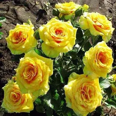 Саженцы роз САН СИТИ спрей  Саженцы роз САН СИТИ спрей в Коломне