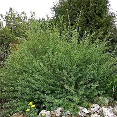 Ива НАНА  пурпурная   Ива НАНА  пурпурная  в Коломне