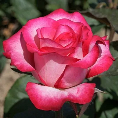 Саженцы роз ХАЙЛЕНДЕР чайно-гибридная в Коломне