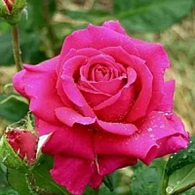 Саженцы роз ШАКИРА чайно-гибридная в Коломне