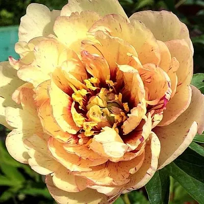 Пионы ИТО-гибриды в Коломне