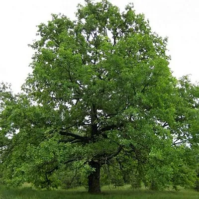 Дуб черешчатый   Дуб черешчатый  в Коломне