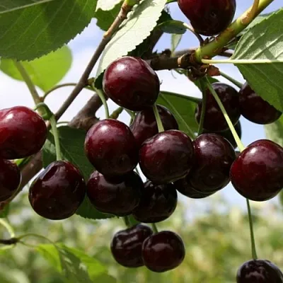 Вишня СВЕРДЛОВЧАНКА степная  Вишня СВЕРДЛОВЧАНКА степная в Коломне