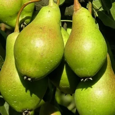 Груша АННУШКА  Груша АННУШКА в Коломне