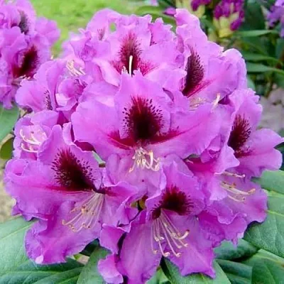 Рододендрон РАСПУТИН  Рододендрон РАСПУТИН в Коломне