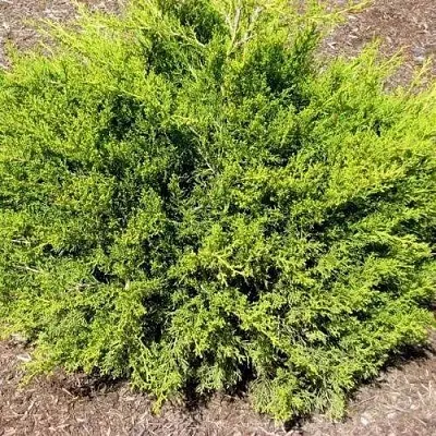 Можжевельник ИЗАБЕЛИН китайский  Можжевельник ИЗАБЕЛИН китайский в Коломне