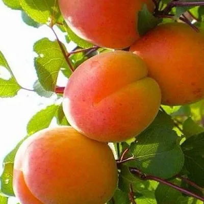 Абрикос КРЫМСКИЙ АМУР  Абрикос КРЫМСКИЙ АМУР в Коломне