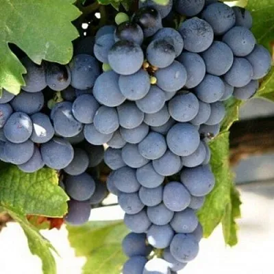 Виноград ЧЕСУРАН  Виноград ЧЕСУРАН в Коломне