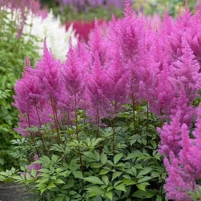 Астильба АМЕТИСТ Арендса в Коломне