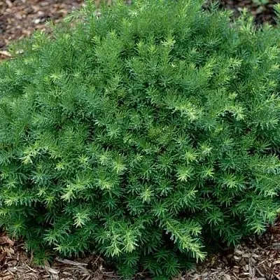 Тис ХИКСИ средний  Тис ХИКСИ средний в Коломне