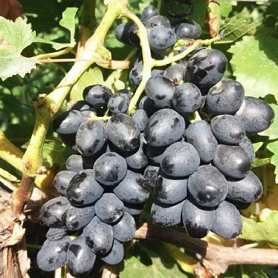 Виноград КИШМИШ АТТИКА  Виноград КИШМИШ АТТИКА в Коломне