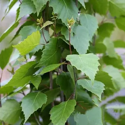 Береза ФАСТИГИАТА повислая   Береза ФАСТИГИАТА повислая  в Коломне