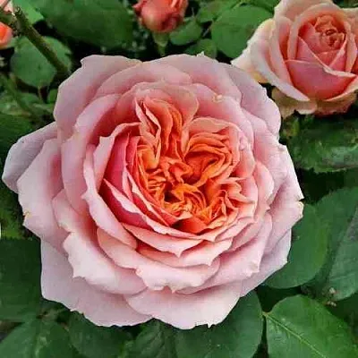 Саженцы роз ПОЛЬ БОКЮЗ шраб  Саженцы роз ПОЛЬ БОКЮЗ шраб в Коломне