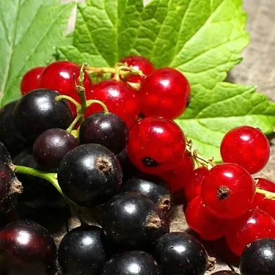 Смородина   Смородина  в Коломне