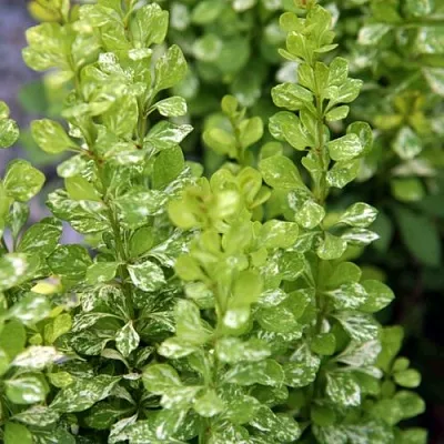 Барбарис ПАУ ВАУ тунберга в Коломне