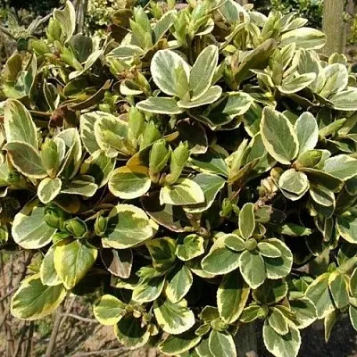 Бересклет КАНАДЕЙЛ ГОЛД   Бересклет КАНАДЕЙЛ ГОЛД  в Коломне