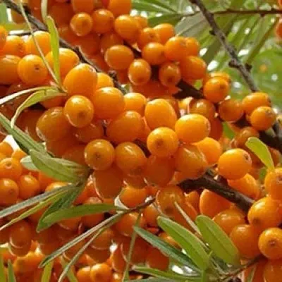 Облепиха ТРОФИМОВСКАЯ  Облепиха ТРОФИМОВСКАЯ в Коломне