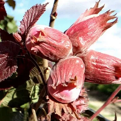 Фундук АЛЫЙ ПАРУС  Фундук АЛЫЙ ПАРУС в Коломне