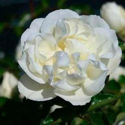 Саженцы роз ВАЙТ МЕЙДИЛАНД почвопокровная в Коломне