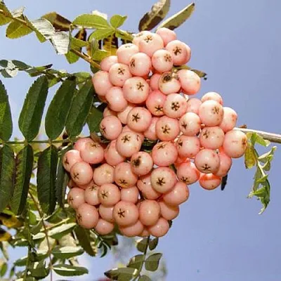 Рябина ПИНК ВЕЙЛ в Коломне