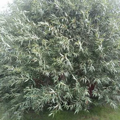 Ива СЕРЕБРИСТАЯ  Ива СЕРЕБРИСТАЯ в Коломне