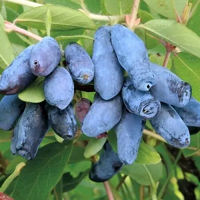 Жимолость съедобная ПАВЛОВСКАЯ в Коломне