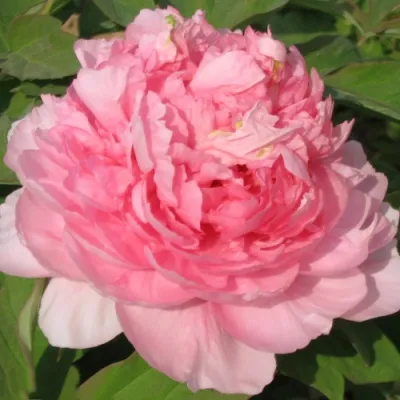 Пион ИМПЕРАТОРСКАЯ НАЛОЖНИЦА древовидный в Коломне