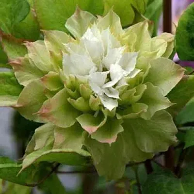 Клематис СЕН-НО-КЕЙЗ  Клематис СЕН-НО-КЕЙЗ в Коломне