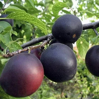 Абрикос МОНАРЕЗИ  Абрикос МОНАРЕЗИ в Коломне