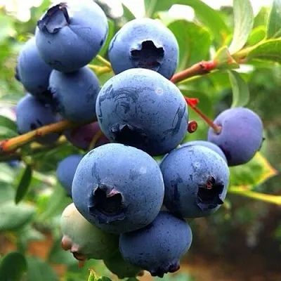 Голубика ДЮК  Голубика ДЮК в Коломне