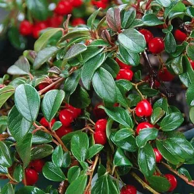 Кизильник Даммера в Коломне