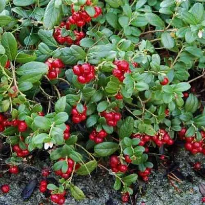 Брусника ЭРТЕЗЕГЕН  Брусника ЭРТЕЗЕГЕН в Коломне