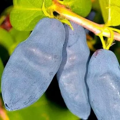 Жимолость съедобная ДЛИННОПЛОДНАЯ  Жимолость съедобная ДЛИННОПЛОДНАЯ в Коломне