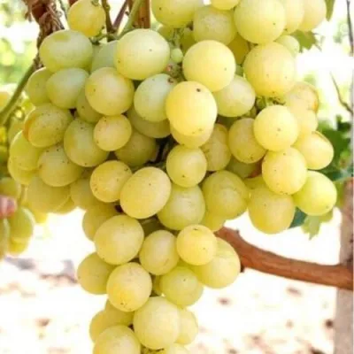 Виноград ТАЛИСМАН в Коломне