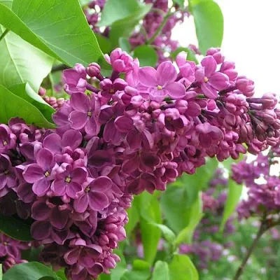 Сирень ДЕНЬ ПОБЕДЫ  Сирень ДЕНЬ ПОБЕДЫ в Коломне