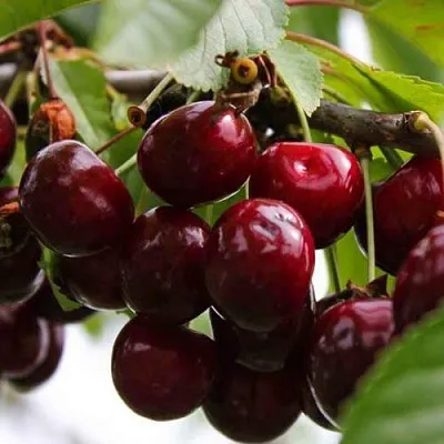 Вишня НОВОДВОРСКАЯ  Вишня НОВОДВОРСКАЯ в Коломне