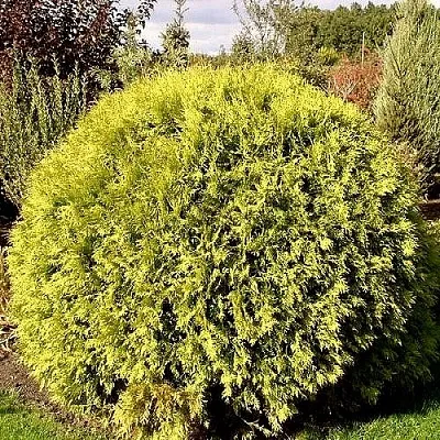 Туя ГЛОБОЗА АУРЕА западная  Туя ГЛОБОЗА АУРЕА западная в Коломне