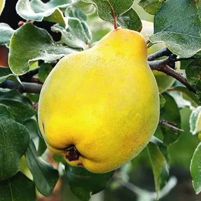 Айва РУМО в Коломне