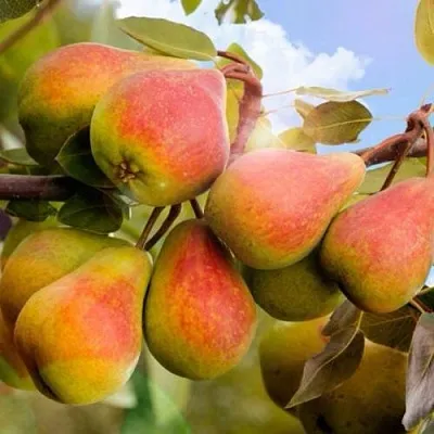 Груша ЗАБАВА  Груша ЗАБАВА в Коломне