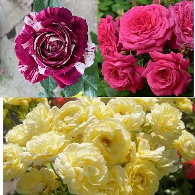 Комплект РОЗОВЫЙ АКЦЕНТ в Коломне