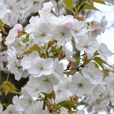 Сакура САНСЕТ БУЛЕВАРД  Сакура САНСЕТ БУЛЕВАРД в Коломне