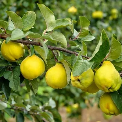 Айва ТРИУМФ в Коломне