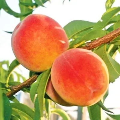 Персик ОНТАРИО — описание сорта Персик ОНТАРИО в Коломне