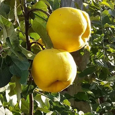 Айва МАРИЯ в Коломне