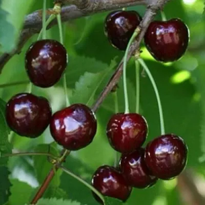 Черешня НАРОДНАЯ  Черешня НАРОДНАЯ в Коломне