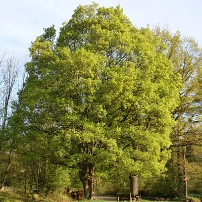 Клен полевой  Клен полевой в Коломне