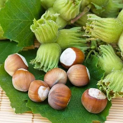 Фундук КРЕПКИЙ ОРЕШЕК в Коломне